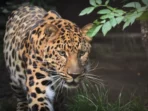 Ilustrasi Macan Tutul