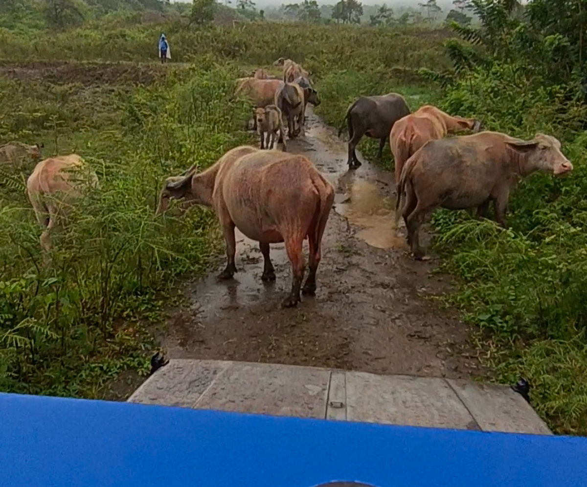 Bagi Anda yang mencari pengalaman wisata penuh tantangan, wisata off road di Pasir Datar Gunung Galunggung adalah pilihan sempurna.
