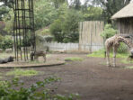 tempat wisata Kebun Binatang Bandung (Bandung Zoo)