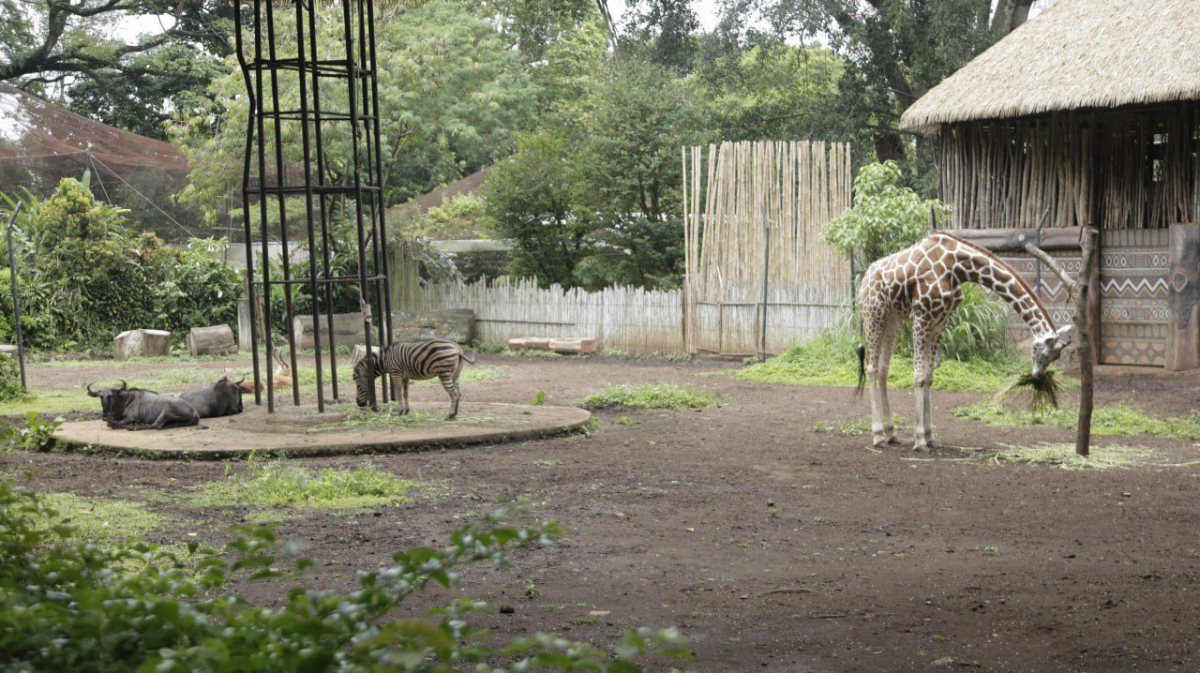 tempat wisata Kebun Binatang Bandung (Bandung Zoo)
