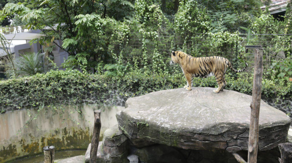 tempat wisata Kebun Binatang Bandung (Bandung Zoo)