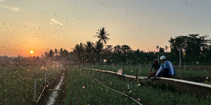 Melalui listrik PLN, produktivitas dan efisiensi para petani bawang di Desa Telle, Kabupaten Bone, Sulawesi Selatan semakin meningkat. Kehadiran energi listrik yang andal dan terjangkau berdampak positif bagi daya beli masyarakat dan pertumbuhan ekonomi nasional.