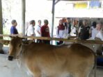 Sebanyak 24 bibit sapi potong disalurkan Pemprov Jabar ke peternak di Pangandaran, Sumedang, dan Ciamis untuk memperkuat ketahanan pangan