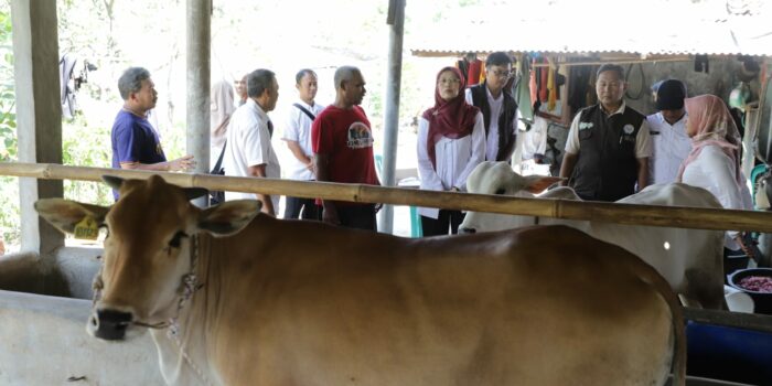 Sebanyak 24 bibit sapi potong disalurkan Pemprov Jabar ke peternak di Pangandaran, Sumedang, dan Ciamis untuk memperkuat ketahanan pangan