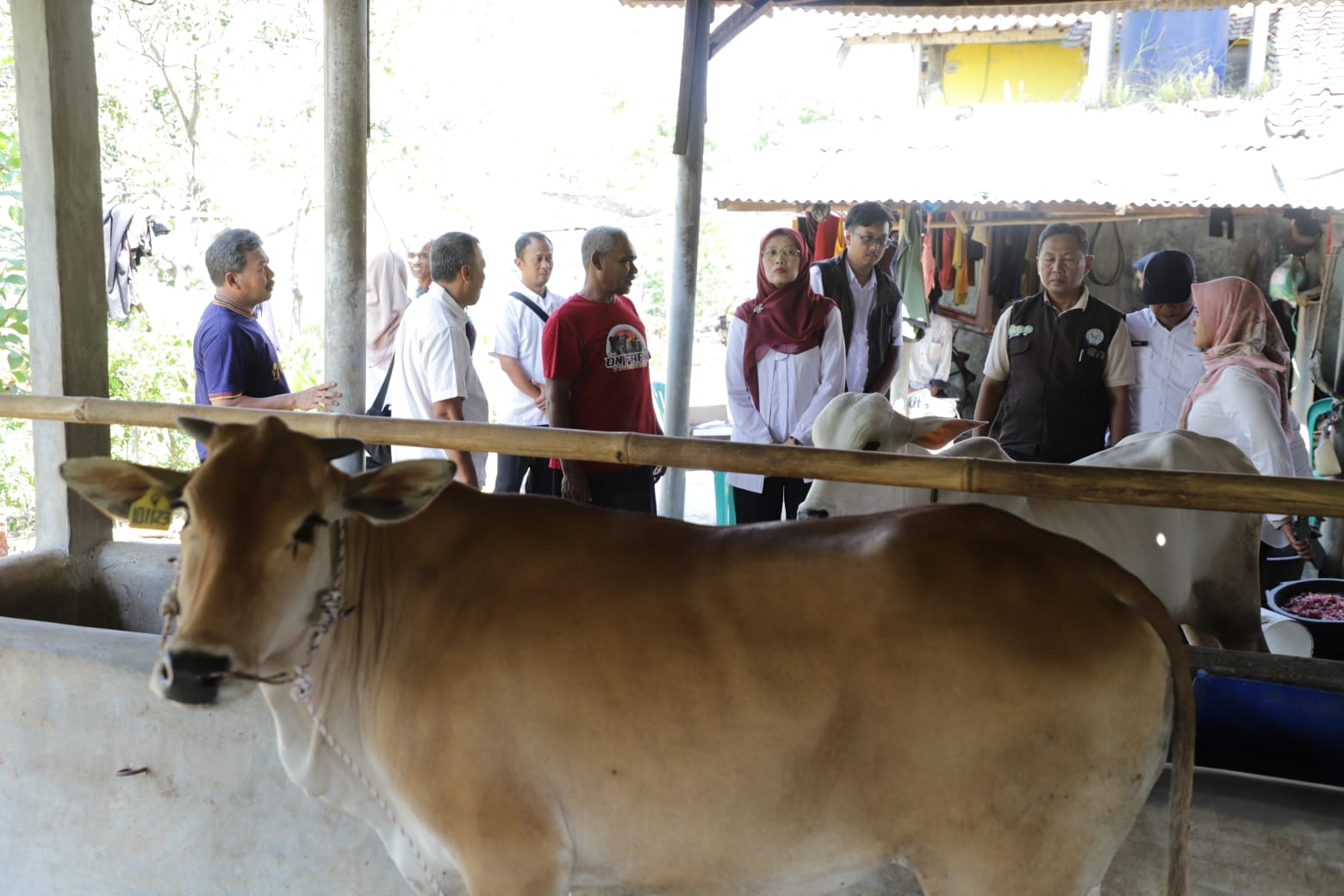 Sebanyak 24 bibit sapi potong disalurkan Pemprov Jabar ke peternak di Pangandaran, Sumedang, dan Ciamis untuk memperkuat ketahanan pangan