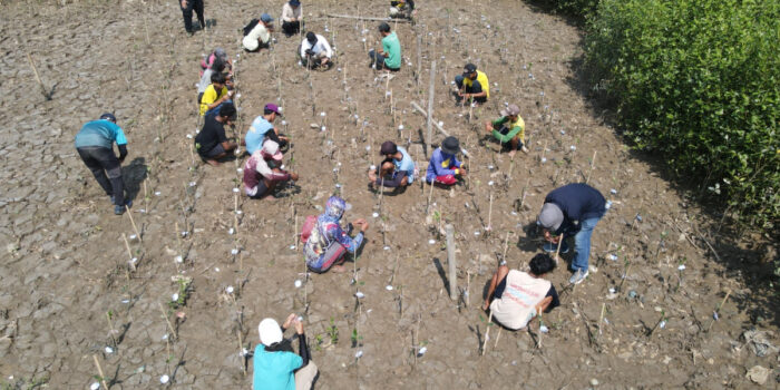 Bio Farma mendorong konservasi mangrove di Karawang melalui Mangrove For Life yang melibatkan karyawan, masyarakat, dan teknologi
