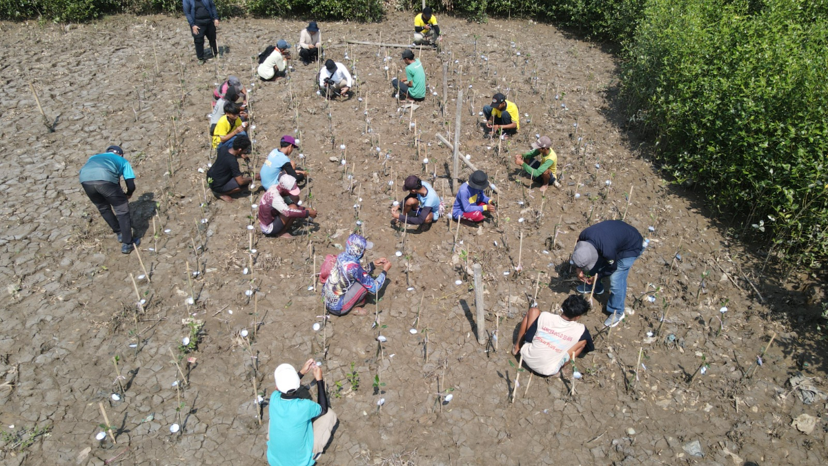 Bio Farma mendorong konservasi mangrove di Karawang melalui Mangrove For Life yang melibatkan karyawan, masyarakat, dan teknologi